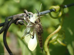 asilidae