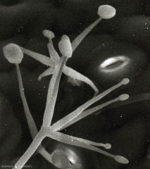 Verticillium-lecanie3