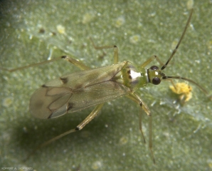 Nesidiocoris-tenuis2