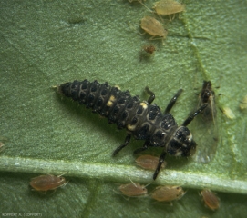 Larve d'<i>Adalia bipunctata</i> s'attaquant à des pucerons (coccinelle à deux points).