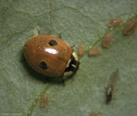 Adalia-bipunctata2