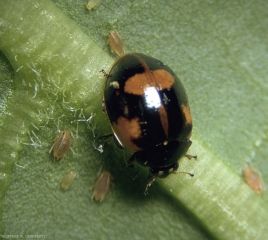 Aspect de la forme formes dite mélanique de la coccinelle à deux points (<i>Adalia bipunctata</i>).