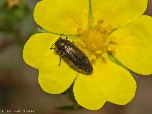 <i>Coraebus elatus</i> au stade adulte sur fleur de potentille (rosacée). <b>Bupestre du fraisier</b>, photo Wikimedia commons, sous licence CC-BY-SA-3.0