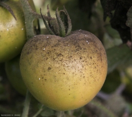 Développement important de fumagine sur fruit de tomate.