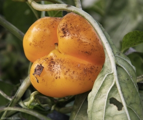 L'extrémité de ce fruit de poivron se couvre progressivement de fumagine.