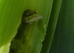 Acrolepiopsis-assectella5