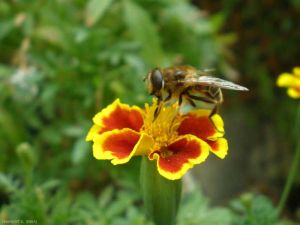 tagetes