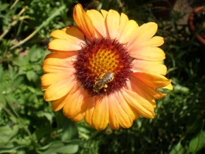 gaillardia