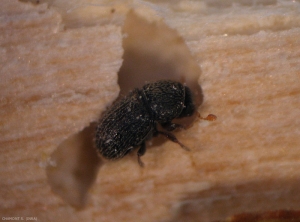 <i>Hypoborus ficus</i> adulte, noter les élytres brun noirâtre recouvertes de poils clairs. <b>Scolyte du figuier</b> (fig bark beetle)