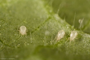 Acariens prédateurs <i>Amblydromalus limonicus</i>.