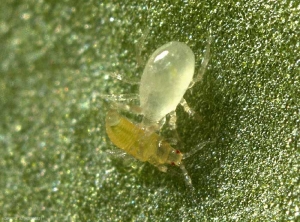 <i>Amblydromalus limonicus</i> attaquant une larve de thrips.