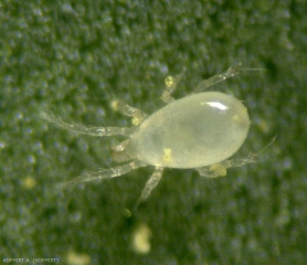 Acarien prédateur <i>Amblydromalus limonicus</i>.