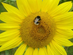 tournesol-bourdon