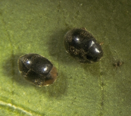 Adultes de <i>Scymnus</i> sp.