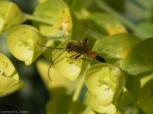 euphorbiacee-hymenoptere