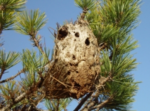 Vieux nid de processionnaire du pin. Cette apparence terne et cette couleur rousse indiquent que ce nid a été abandonné par les chenilles parties en procession de nymphose. Attention, bien que ce nid n'héberge plus de chenilles, il contient néanmoins de nombreuses soies urticantes.