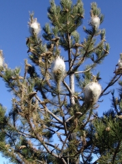 Dégâts caractéristiques dont la processionnaire du pin est responsable. L'observation des nids sur les branches des arbres attaqués donne un indice sur la présence  de ce bioagresseur et sur sa responsabilité.