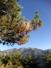 Dégâts caractéristiques dont la processionnaire du pin est responsable. L'observation des nids sur les branches des arbres attaqués donne un indice sur la présence  de ce bioagresseur et sur sa responsabilité.