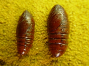 Chrysalides de processionnaire du pin. Elles sont rarement visibles puisqu'elles se trouvent enfouies dans la terre et protégées par un cocon.