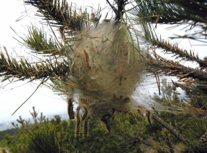 Chenilles de processionnaire du pin ayant ingéré la bactérie (BTk), ce qui a entrainé leur mort.  