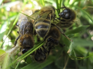 Abeilles regroupées (<i>Apis mellifera</i>)