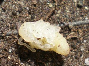Nymphe blanche de <i>Otiorhynchus sulcatus</i>. <b>Otiorhynque de la vigne</b> (vine weevil)