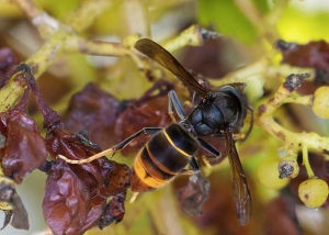 Frelon asiatique à pattes jaunes consommant une baie de raisin. (<i>Vespa velutina</i>)