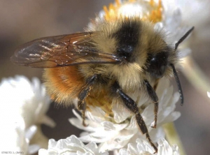 Un bourdon en action sur une inflorescence.