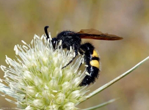 Cette scolie pollinise cette fleur. (<i>Megascolia maculata</i>)