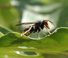 Frelon asiatique à pattes jaunes posé sur le limbe d'une feuille. (<i>Vespa velutina</i>)