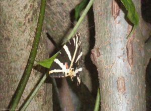 Le papillon de <i>Euplagia quadripunctaria</i> n'est pas facilement visible à cause du camouflage du dessin des ailes antérieures. <b>Ecaille chinée</b> (Jersey tiger)