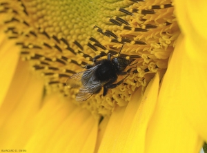 Bourdon butinant une fleur de tournesol.