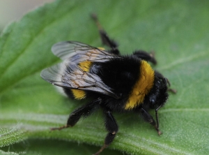 Un bourdon pollinisateur.