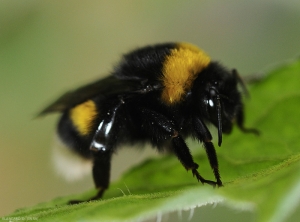 Un bourdon pollinisateur au repos sur une feuille de tomate.