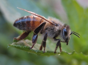 Abeille10-Bernadette-Cassel