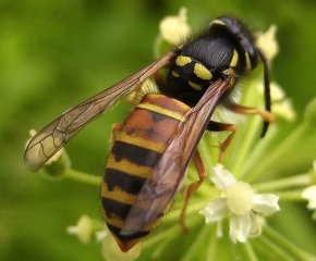 Guêpe rouge ou rousse (<i>Vespula rufa<i/>) (Cécile BASSAGLIA - insectes.org)