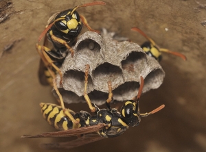 Nid de guêpes polistes (<i>Polistes-dominula</i>) (Alain GUERARD - insectes.org)