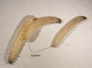 pygidium