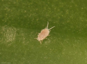 Larve mobile orangée de <i>Planococcus citri</i>, cette espèce colonise plus particulièrement les plantes grasses. <b>Cochenille farineuse</b> (mealybug)