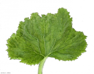 Feuille de courgette plutôt déformée : plus dentelée, gaufrée, et présentant une légère chlorose internervaire ainsi que, localement, des symptômes de vein banding (bandes de tissus vert foncé à proximité des nervures). <i>Tomato leaf curl new delhi virus</i> ( ToLCNDV )(virus New Delhi des feuilles enroulées de la tomate)