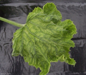 Feuille de courgette bien déformée : plus dentelée, gaufrée, et présentant une chlorose internervaire et du vein banding (bandes de tissus vert foncé à proximité des nervures). <i>Tomato leaf curl new delhi virus</i> ( ToLCNDV )(virus New Delhi des feuilles enroulées de la tomate)