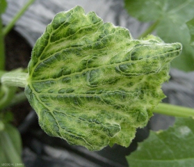 Infectée par le <i>Tomato leaf curl new delhi virus</i>, cette très jeune feuille de courgette, déformée et à la croissance bloquée, montre une teinte internervaire plus jaune et des cloques vert sombre près des nervures. ( ToLCNDV )(virus New Delhi des feuilles enroulées de la tomate)