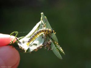 Chenille verte et noire de <i>Cydalima perspectalis</i>, celle-ci est très vorace et peu décaper toutes les feuilles. <b>Pyrale du buis</b> (box tree moth)