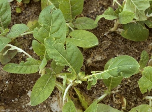 Plantules de tabac dont les feuilles ont été mâchées et découpées aux endroits des impacts des grêlons. Dégâts de grêle.