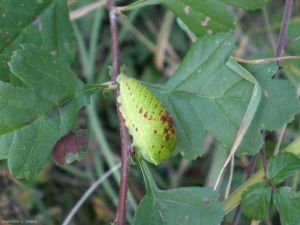 Chenille de Iphiclides podalirius, celle-ci au sortir de l'oeuf est noire puis devient verte avec quelques points rouges. Cette chenille est très trapue, on peut l'observer entre mai et septembre.