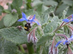 Borago-officinalis-bourdon