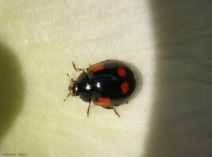 <i>Exochomus quadripustulatus</i> prédatrice naturelle des pucerons des résineux, se reconnait par ses quatre taches rouges dont deux en virgule et la collerette à la base des élytres. <b>Cochenille à virgule</b> (pine ladybird)
