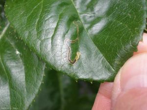 Mine foliaire de la chenille de <i>Stigmella anomalella</i>. Le début de la mine où a été pondu l'oeuf est souvent près de la nervure centrale, la fin de la mine est élargie. <b>Mineuse des feuilles de rosier</b> (rose leaf miner) 