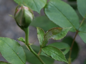 Oidium-rosier-DB2