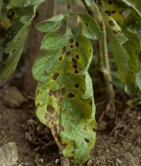 Les nombreuses taches brunes d'alternariose présentes sur cette foliole de tomate entrainent son jaunissement progressif. (alternariose)